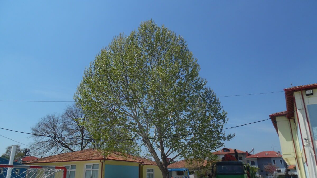 Προτεραιότητα η αειφορική διαχείριση αιωνόβιων δέντρων