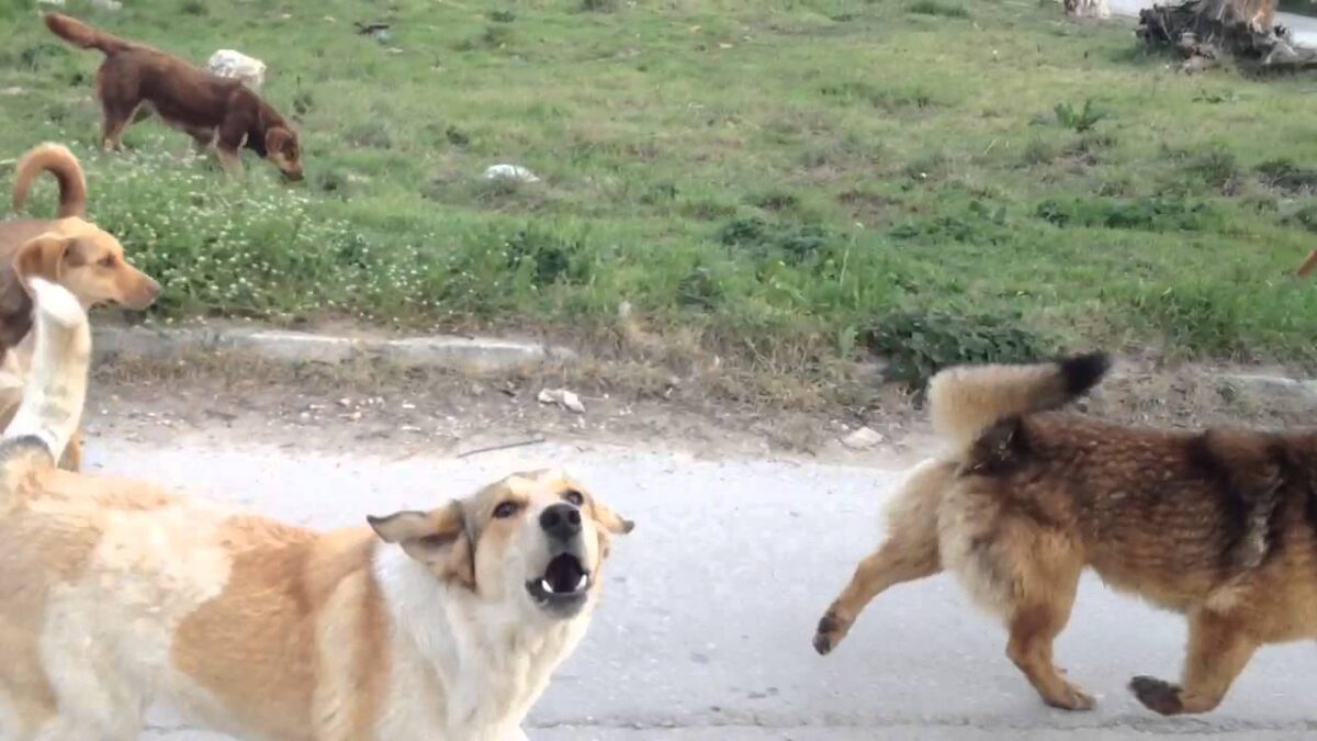 Επίθεση αδέσποτων σκυλιών σε τουρίστρια στην Παραλία Κατερίνης