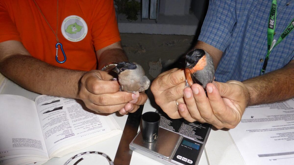 Καλοκαιρινές Δακτυλιώσεις πουλιών στον Όλυμπο