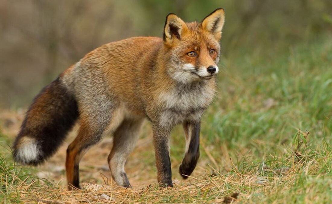 Ξεκινούν στην Πιερία οι εναέριοι εμβολιασμοί των αλεπούδων κατά της λύσσας