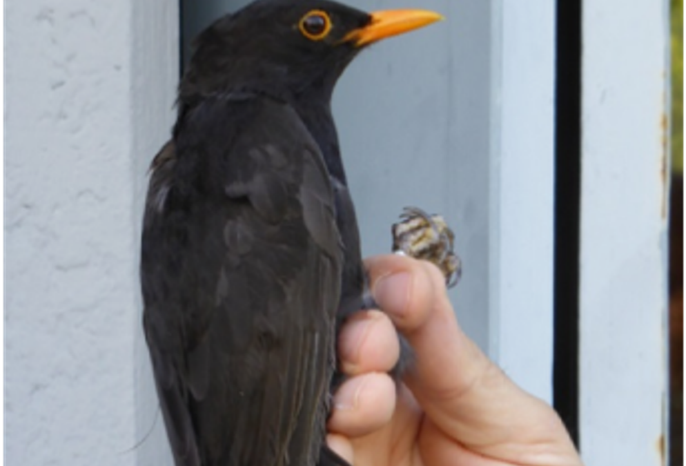 Πρόσκληση για δακτυλιώσεις πουλιών στον Εθνικό Δρυμό Ολύμπου