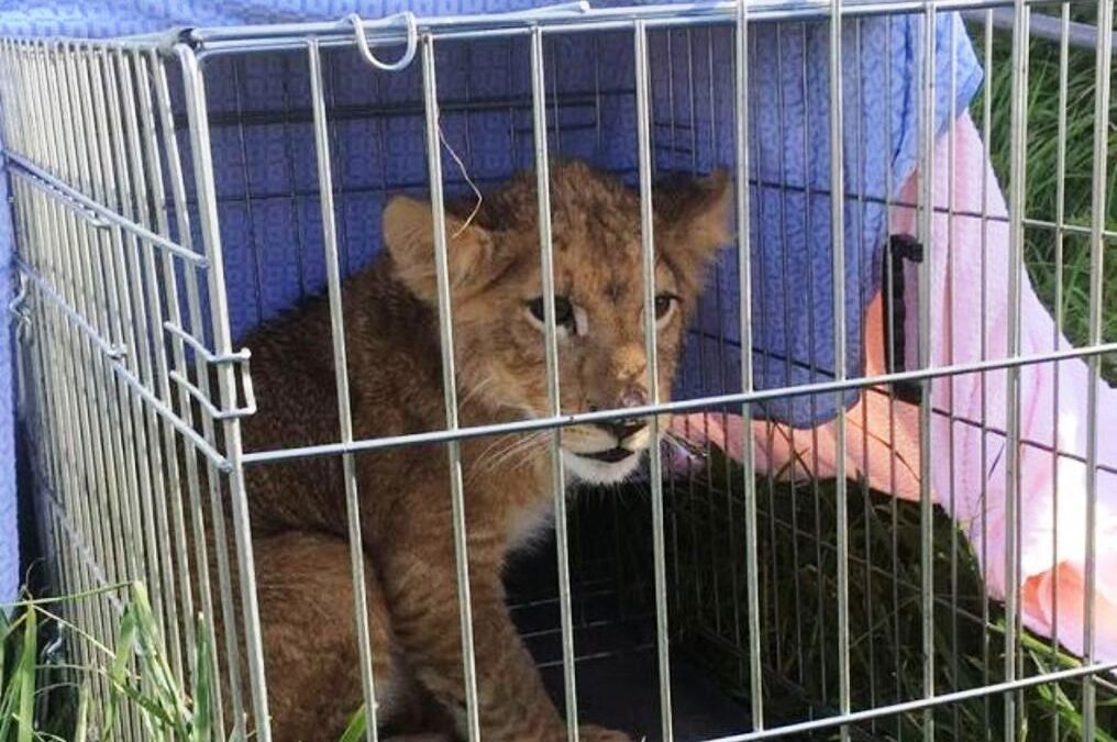 Έκανε τζόκινγκ και βρήκε λιονταράκι! – Το είχαν εγκαταλείψει μέσα σε κλουβί (ΦΩΤΟ)