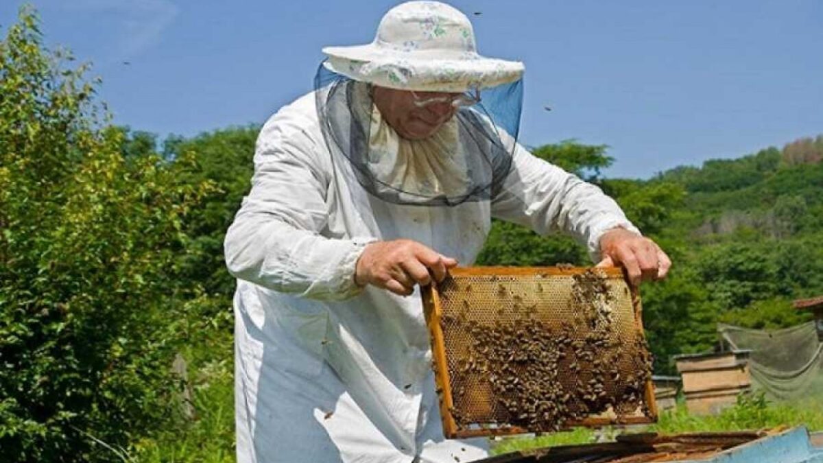 Τραγικό τέλος για 75χρονο – Έσπασε κυψέλη και του επιτέθηκαν δεκάδες μέλισσες