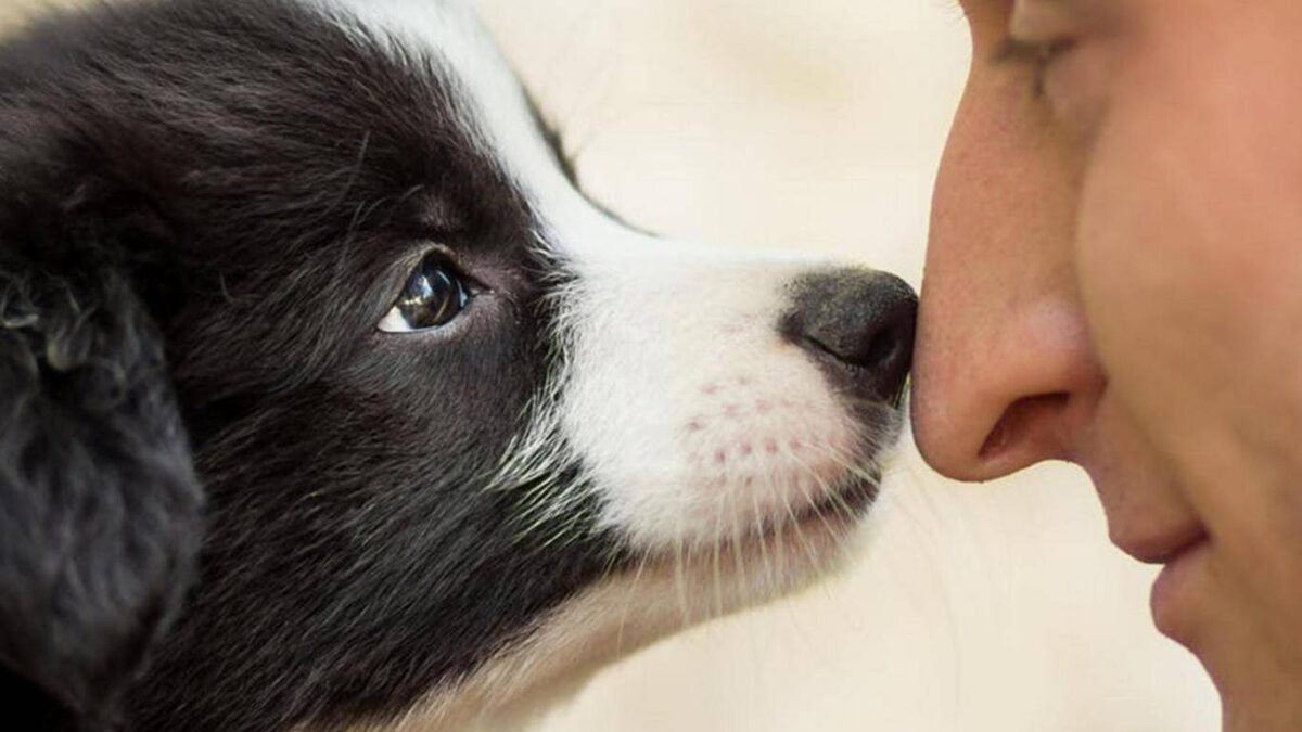Οι σκύλοι μπορούν να μυρίσουν την ελονοσία στους ανθρώπους