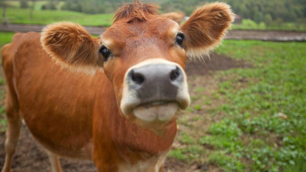 Οι Ελβετοί έκαναν δημοψήφισμα και αποφάσισαν: «Οχι» στις αγελάδες με κέρατα!