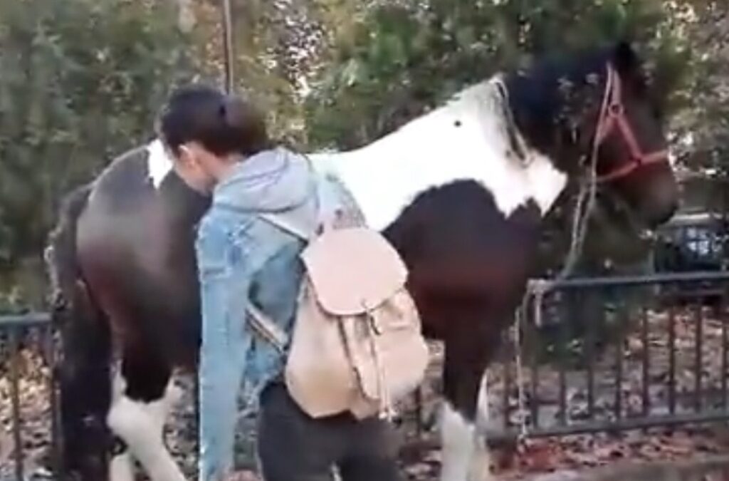 Απίστευτο: Άλογο έκοβε…. βόλτες στο κέντρο της Θεσσαλονίκης – Πρόστιμο στον ιδιοκτήτη (VIDEO & ΦΩΤΟ)