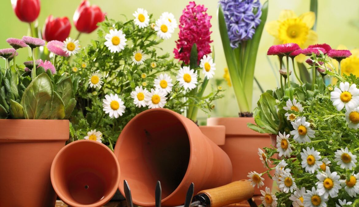 6 λουλούδια εξωτερικού χώρου ανθεκτικά για το χειμωνιάτικο μπαλκόνι σου!