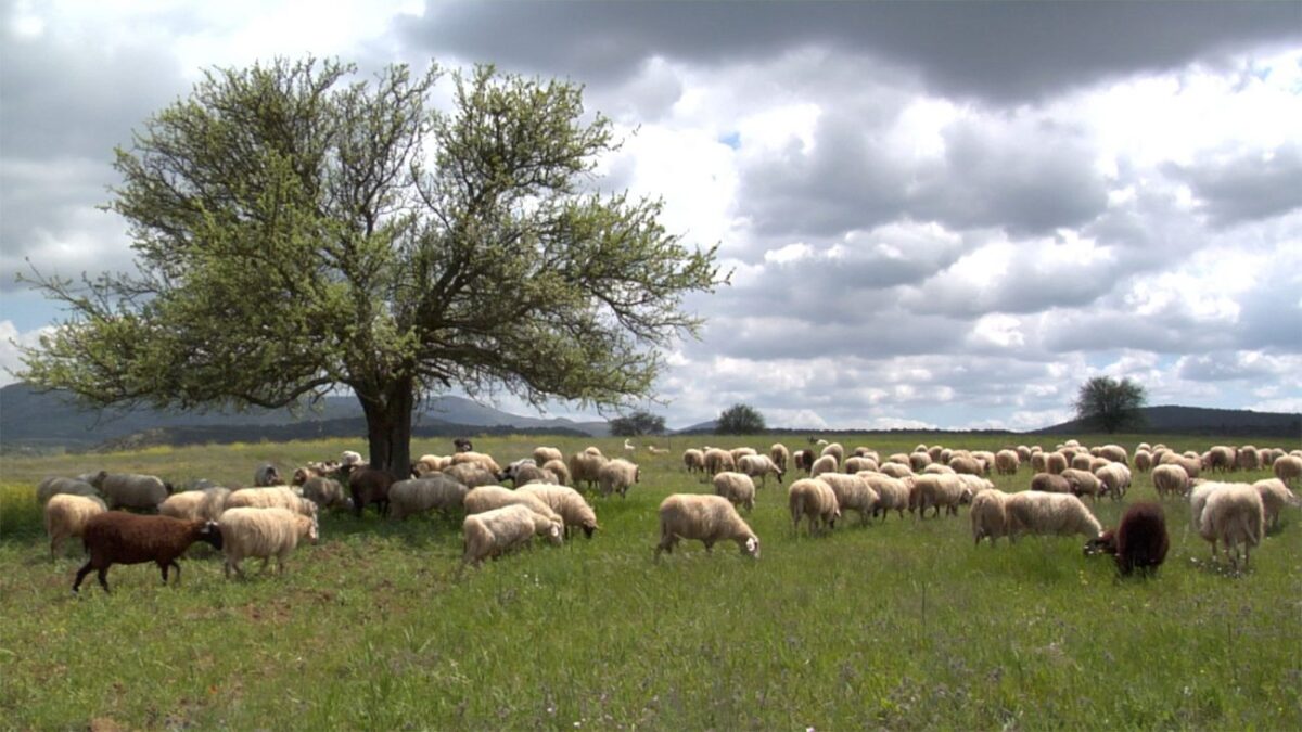 Ενημέρωση κτηνοτρόφων της Πιερίας για την κατανομή των βοσκήσιμων γαιών 2020