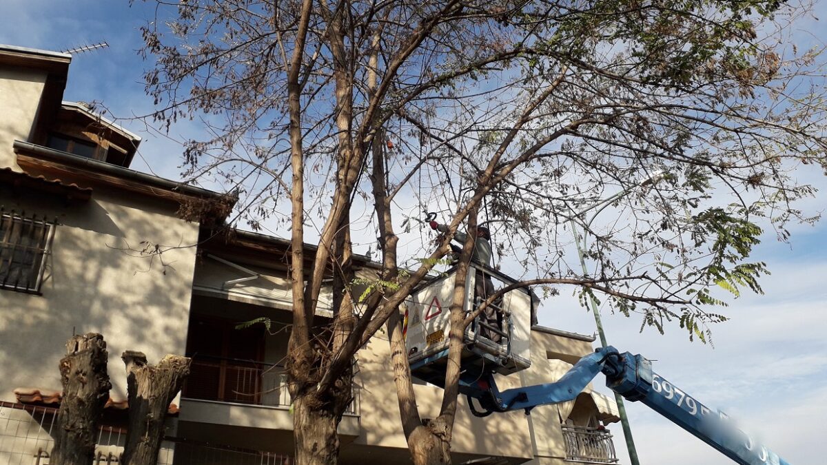 Κλαδεύσεις δέντρων για την ασφάλεια των πολιτών στην οδό 19ης Μαΐου