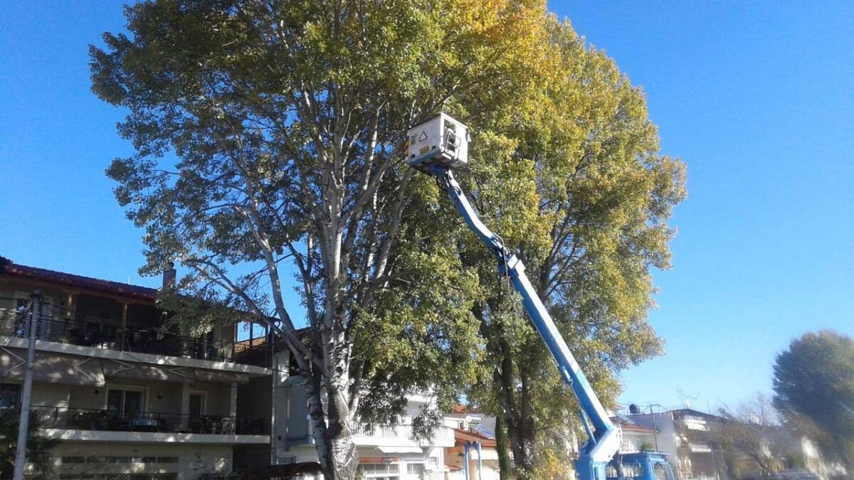 Κλαδεύσεις δέντρων στην Καλλιθέα με γνώμονα την ασφάλεια των πολιτών