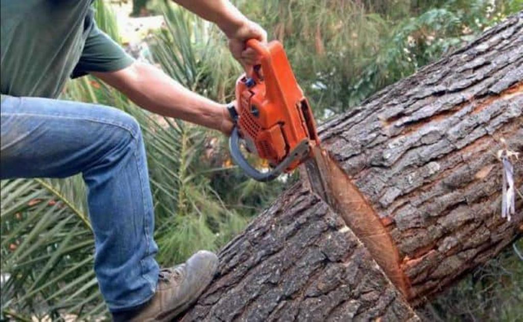 Τραγωδία στην Επανομή: Άντρας καταπλακώθηκε από δέντρο