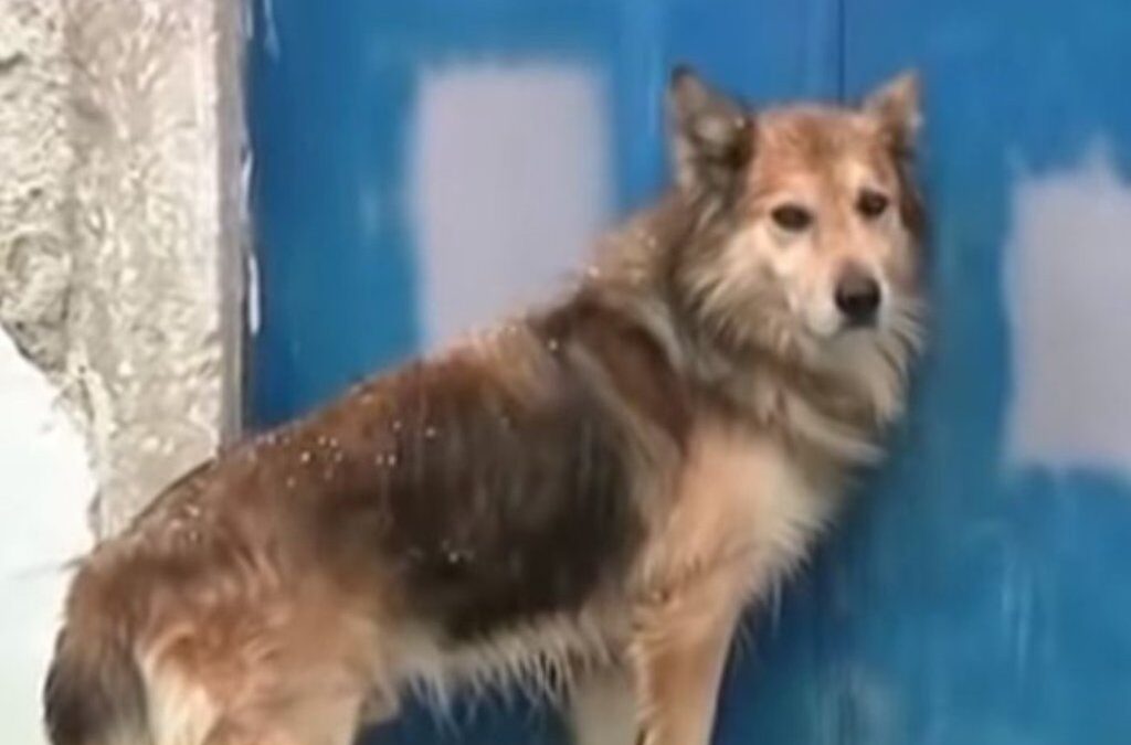 Έγκλημα στην Κέρκυρα: Συγκλονίζει ο σκύλος της 29χρονης – Παραμένει στο σημείο που την έθαψε ο πατέρας της