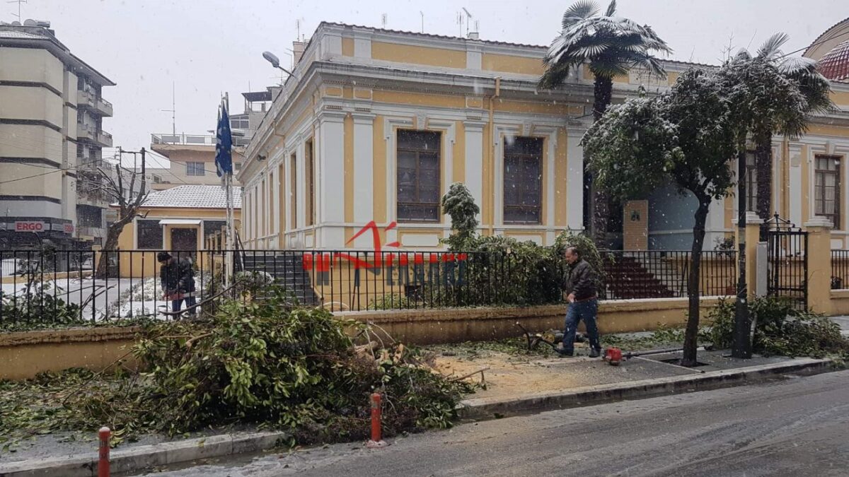 Κατερίνη: Έσπασε δέντρο στην Αστική Σχολή λόγω του χιονιού (ΦΩΤΟ)