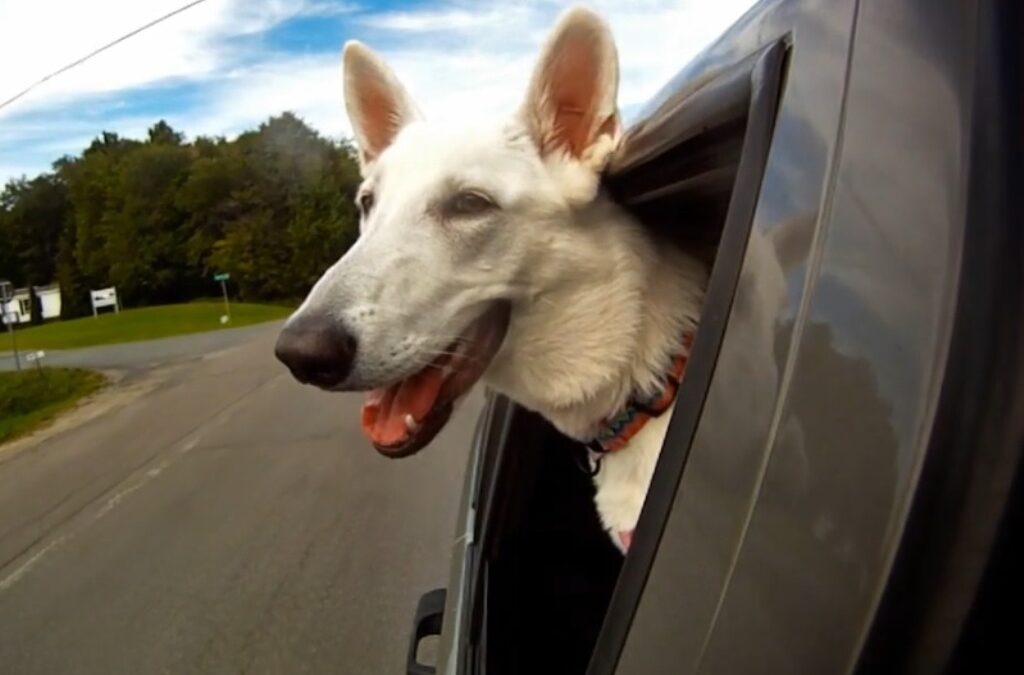 Σκυλιά στο παράθυρο του αυτοκινήτου: ο ορισμός της απόλυτης ευτυχίας! (VIDEO)