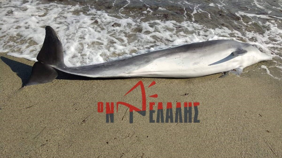 Νεκρό δελφίνι ξεβράστηκε στην Ολυμπιακή Ακτή (ΦΩΤΟ)