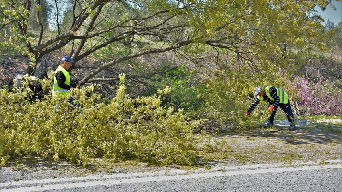 Εργασίες κλαδέματος και κοπής δέντρων από την Π.Ε. Πιερίας στην Παλαιά Εθνική Οδό