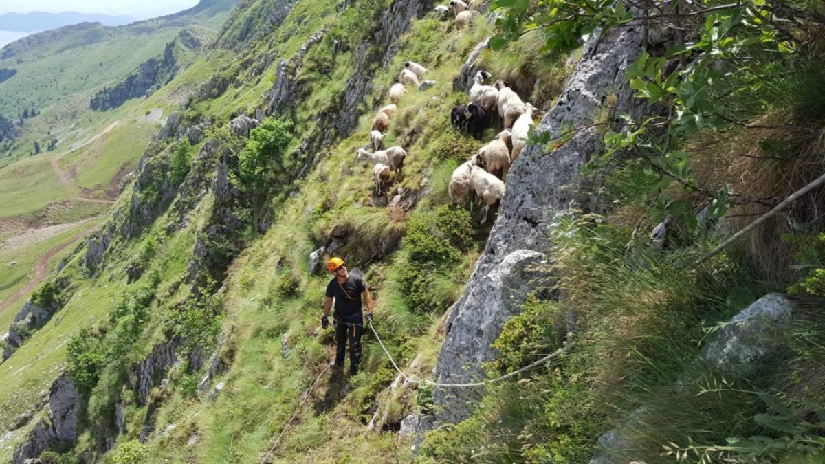 Πρόβατα έπεσαν σε γκρεμό – Επιχείρηση διάσωσης από την 8η ΕΜΑΚ (ΦΩΤΟ)