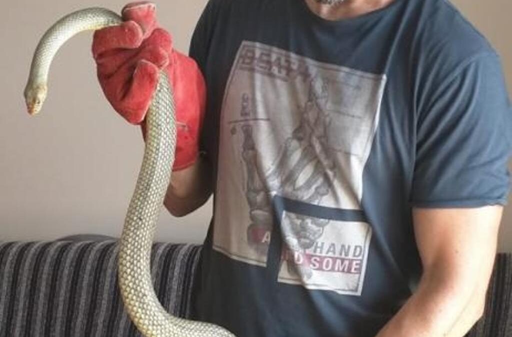 Φίδια δύο μέτρα μπήκαν σε σπίτια στη Θεσσαλονίκη