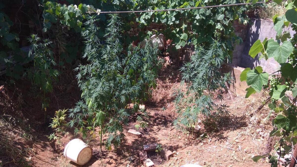 Πιερία: Ο κήπος με τα… δενδρύλλια – Συνελήφθη 27χρονος για καλλιέργεια κάνναβης (ΦΩΤΟ)