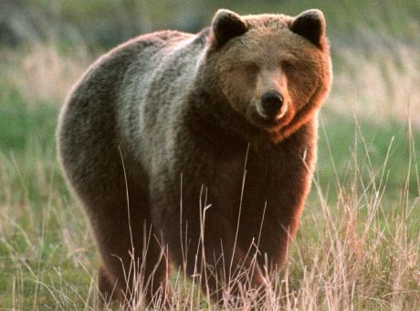 Ψυχαναγκαστική αρκούδα γίνεται viral – Δείτε τι έκανε με κώνο που βρέθηκε στον δρόμο της
