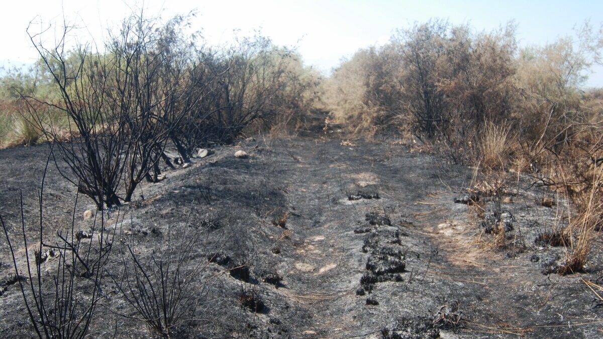 Εκτεταμένη πυρκαγιά στην Αλυκή Κίτρους – Κάηκαν 100 στρέμματα, πέθαναν ζώα (ΦΩΤΟ)