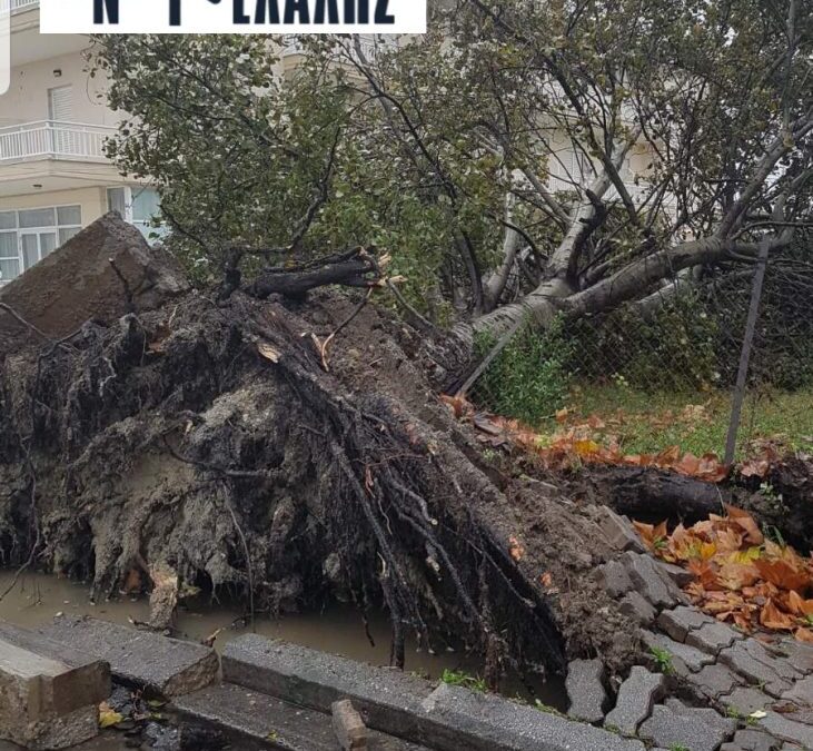 Παραλία: Δέντρο ξεριζώθηκε απένατι από το Λιμάνι (Φώτο)