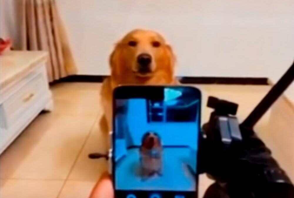Κι όμως οι σκύλοι γελούν – Tο απολαυστικό βίντεο με τον Dior που ποζάρει στην κάμερα γελώντας