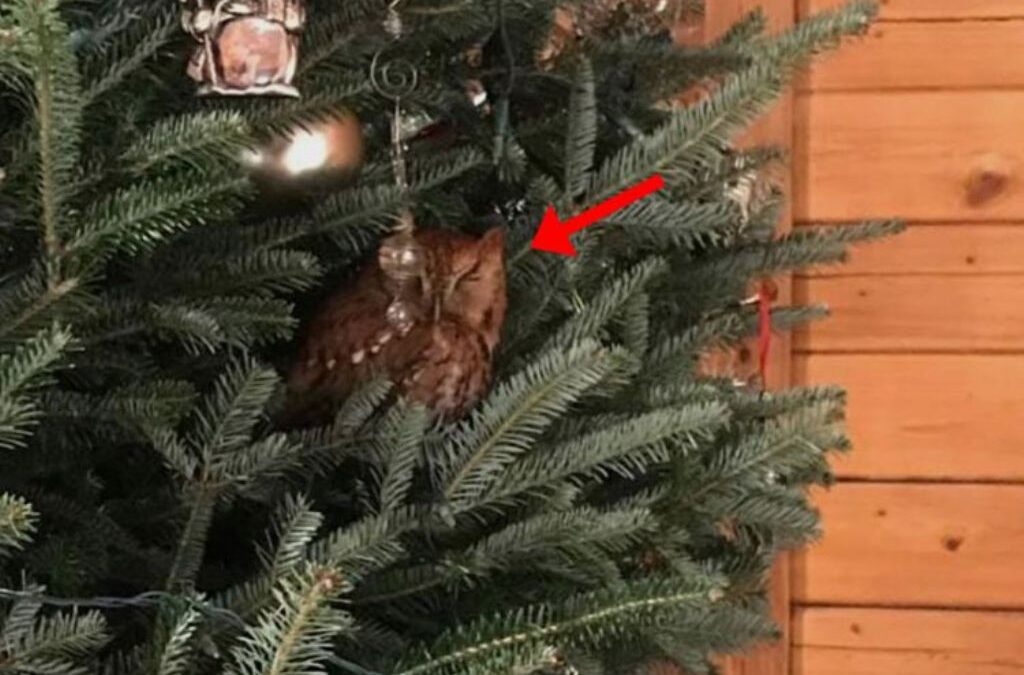 Κουκουβάγια έκανε φωλιά σε χριστουγεννιάτικο δέντρο σπιτιού! (ΦΩΤΟ)