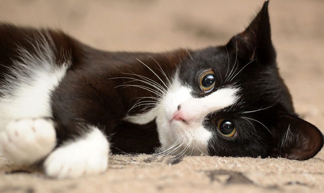 Αφαίρεσαν 15 γάτες από Λαρισαία με παρέμβαση εισαγγελέα! – Ζούσαν σε άθλιες συνθήκες