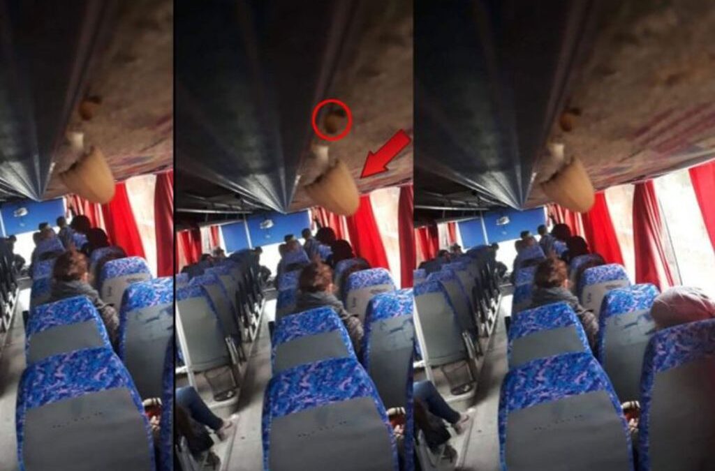 Απίστευτο: Μανιτάρια φύτρωσαν σε σχολικό λεωφορείο λόγω μούχλας! (ΦΩΤΟ)