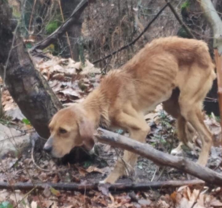 Πιέρια Όρη: Βρέθηκε σκύλος σε άθλια κατάσταση, δεμένος σε δέντρο – Πρέπει να ήταν εκεί 15 μέρες!