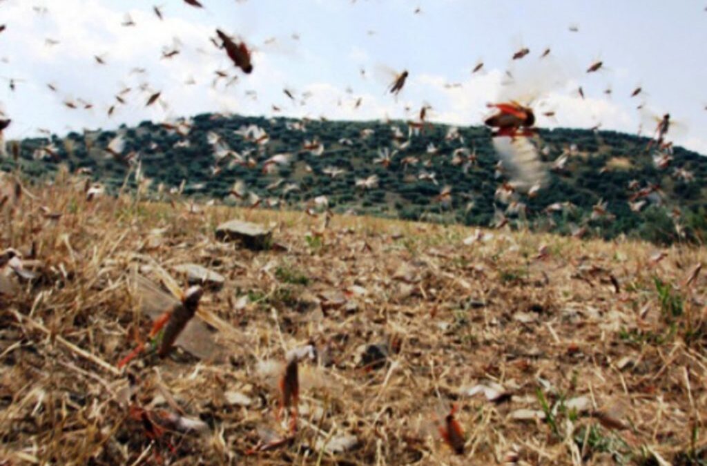 Εισβολή ακρίδων σε Έδεσσα, Λάρισα και Μυτιλήνη