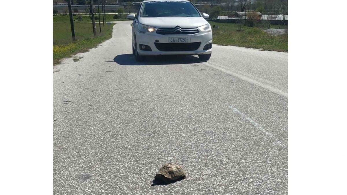 Τι κάνει ένα περιπολικό και μια χελώνα στη μέση του δρόμου;