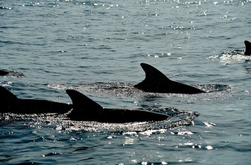 Δελφίνια φωσφορίζουν στα μαύρα νερά του ωκεανού & γίνονται viral