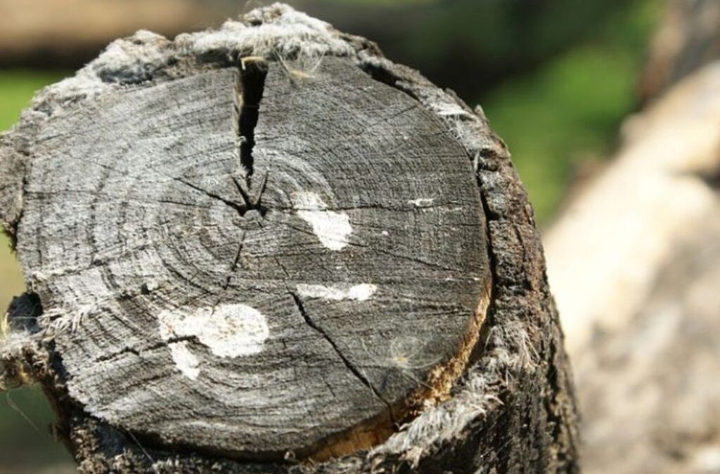 Τραγωδία στη Φθιώτιδα: Δέντρο καταπλάκωσε 62χρονο – Τον βρήκαν νεκρό μοναχές