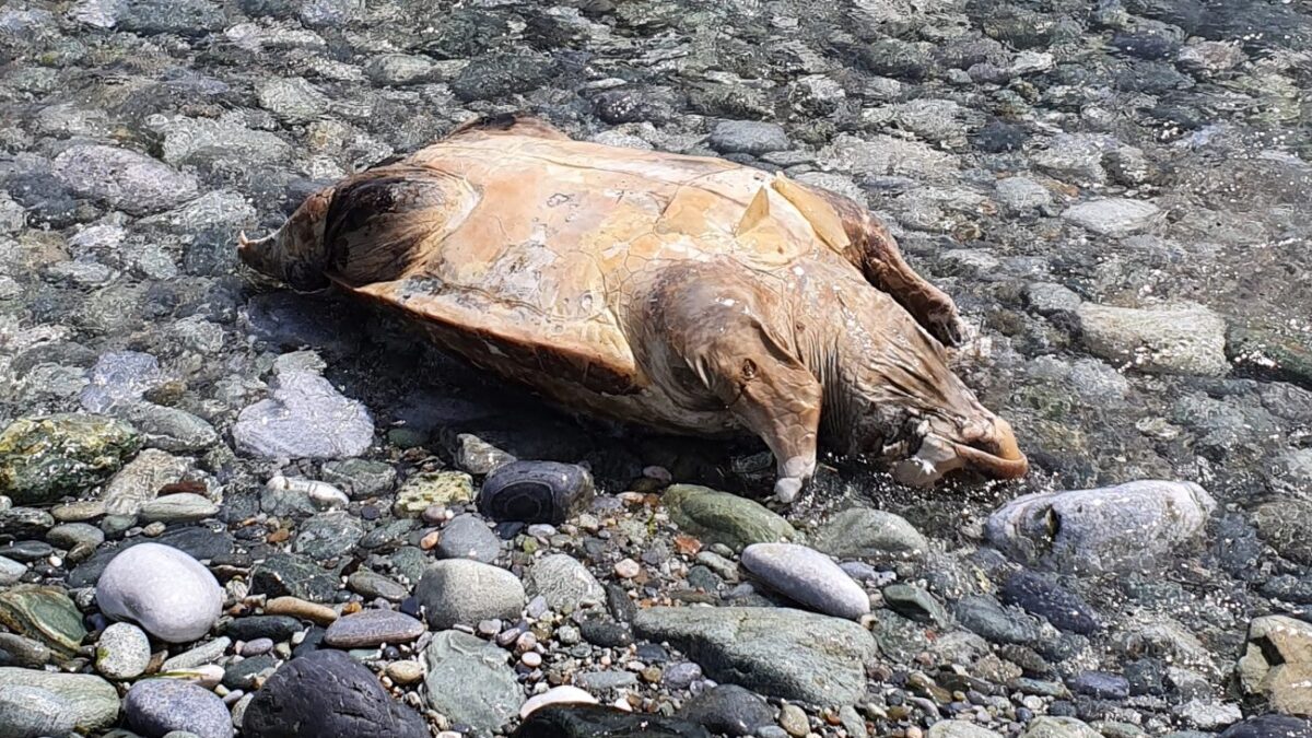 Θαλάσσια χελώνα ξεβράστηκε στη Λεπτοκαρυά (ΦΩΤΟ)