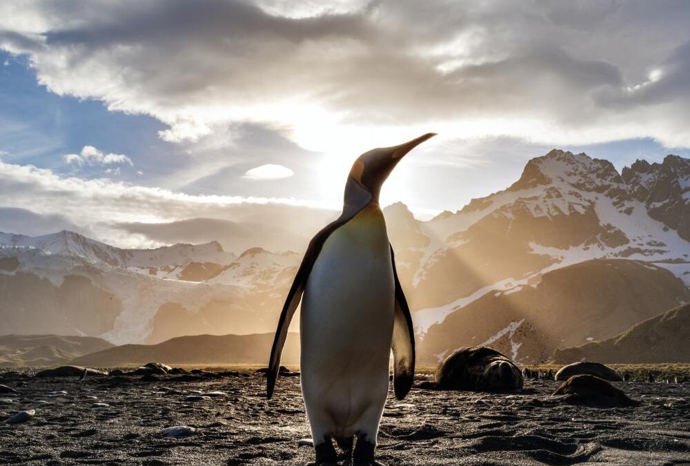 Αυτοκρατορικοί πιγκουίνοι γίνονται viral βγάζοντας selfies με χαμένη κάμερα εξερευνητή