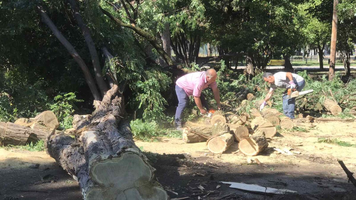 Κατερίνη: Δέντρα ξεριζώθηκαν από το δυνατό «μπουρίνι» – Απομακρύνονται από συνεργεία της Αντιδημαρχίας Περιβάλλοντος & Πρασίνου