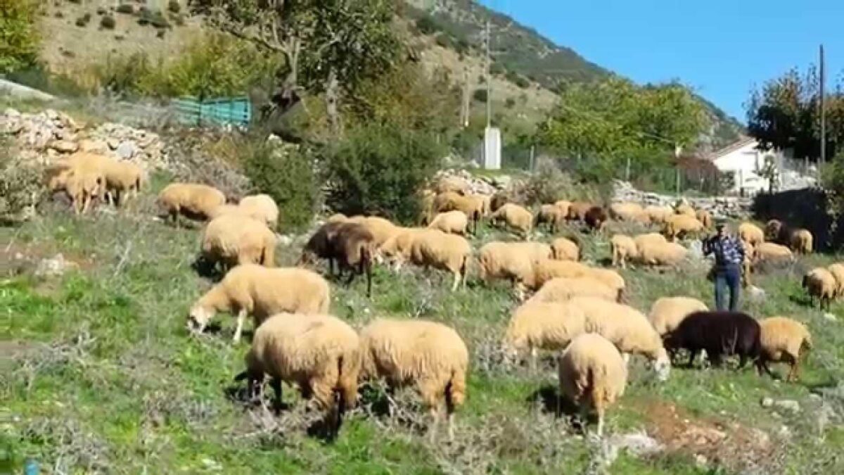 Σύλλογος Αιγοπροβατοτρόφων Ν. Πιερίας «Ο Άγιος Μόδεστος»: Να στηριχθούν άμεσα οι κτηνοτρόφοι που πλήττονται από την πανδημία