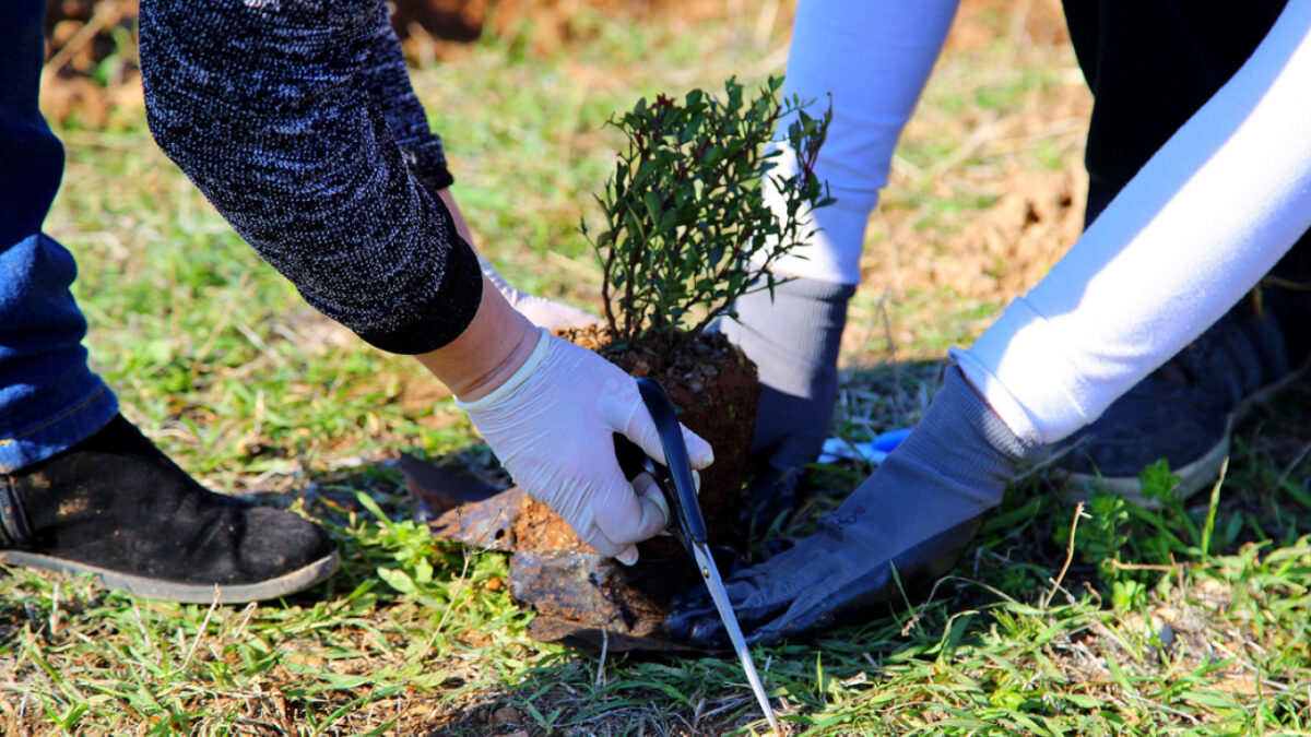 Ένα δέντρο για κάθε νέα γέννηση παιδιού θα φυτεύει δήμος στις Σέρρες