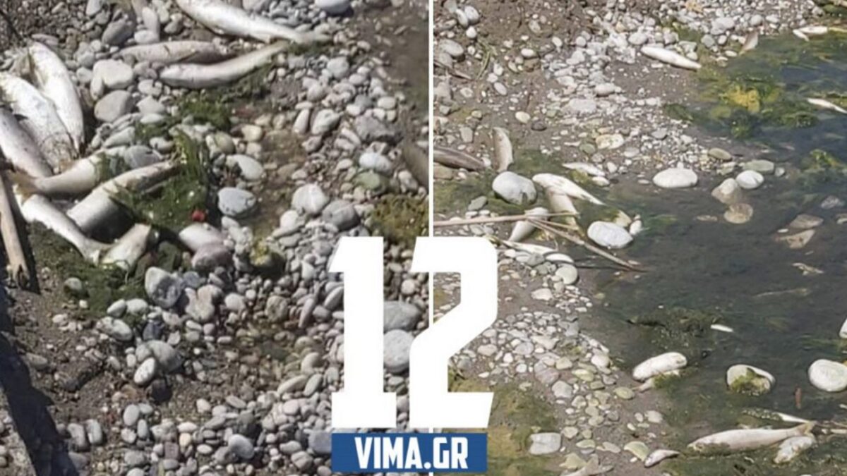 Ρόδος: Γέμισε νεκρά ψάρια η όχθη του ποταμού! Ελέγχουν το νερό για να διαπιστώσουν τι συνέβη (BINTEO)