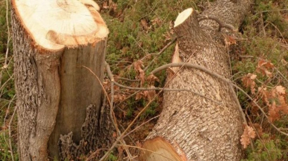 Τραγωδία στην Εύβοια: Δέντρο καταπλάκωσε και σκότωσε υλοτόμο