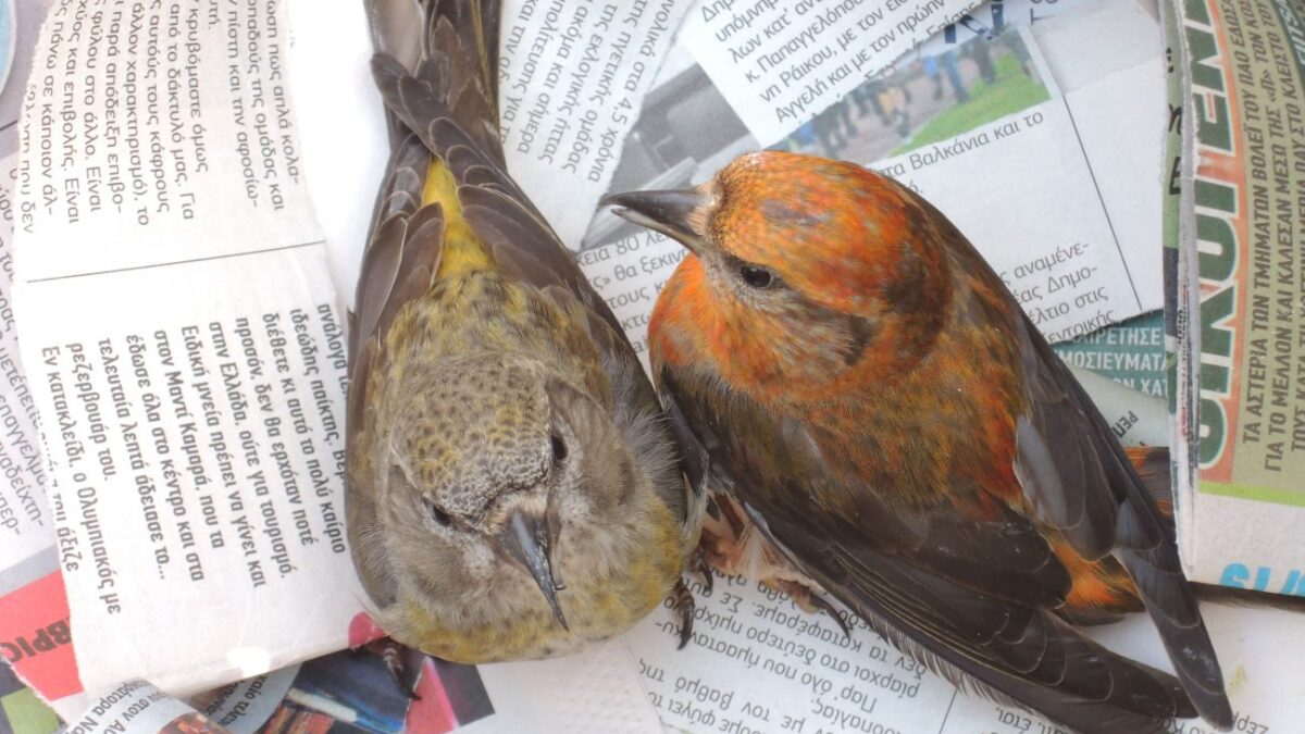 Διεύθυνση Δασών Πιερίας: Πώς χειριζόμαστε τραυματισμένα άγρια ζώα – Περισυλλογή & πρώτες βοήθειες άγριου πουλιού