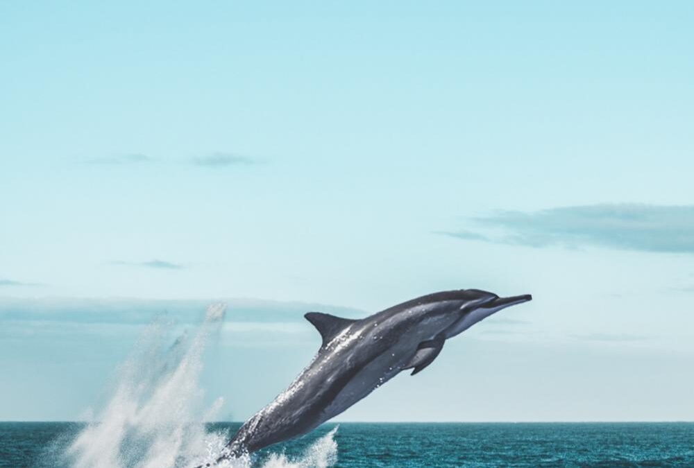 Ερευνητές εξεπλάγησαν με τον τρόπο που έμαθαν να πιάνουν τη λεία τους τα δελφίνια