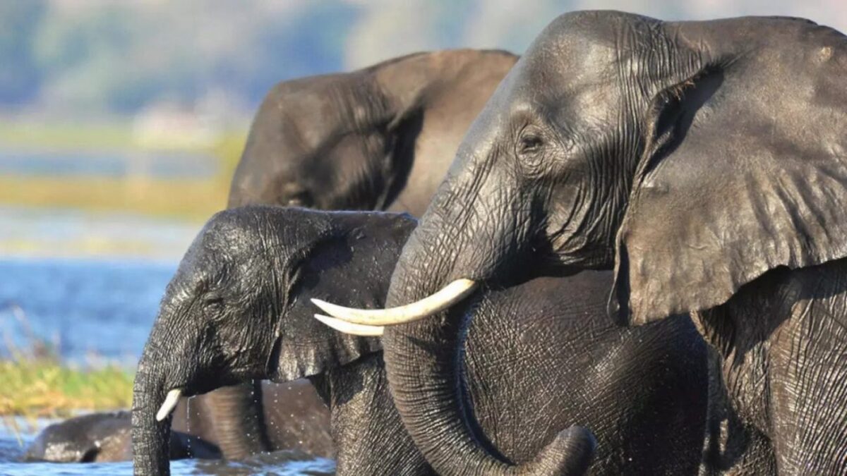 Λάρισα: Στον Πηνειό ζούσαν κάποτε ελέφαντες, ιπποπόταμοι και ρινόκεροι