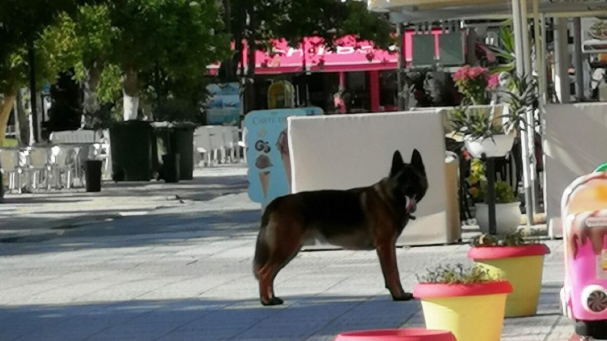 Σκύλος κυκλοφορεί στην Ολυμπιακή Ακτή – Μήπως τον γνωρίζετε;