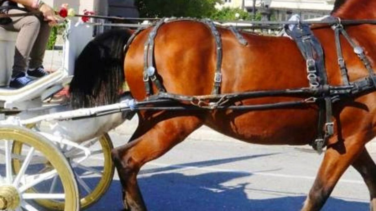 Αχαΐα: Κατάσχεσαν άμαξα και άλογα για να αποτραπεί γάμος λόγω κορονοϊού! (ΦΩΤΟ)