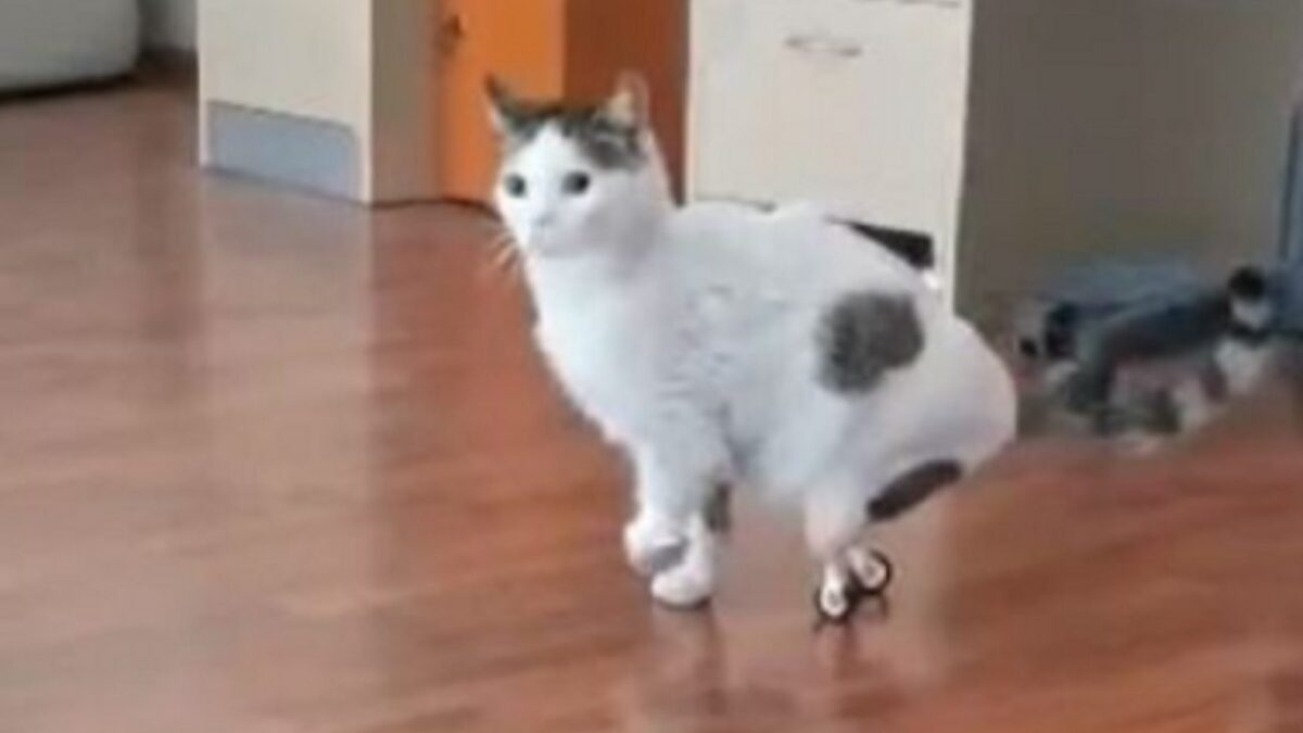 Λαμία: Αδέσποτος γάτος απέκτησε τεχνητά πόδια και κάνει τα πρώτα του βήματα στην κάμερα (ΒΙΝΤΕΟ)