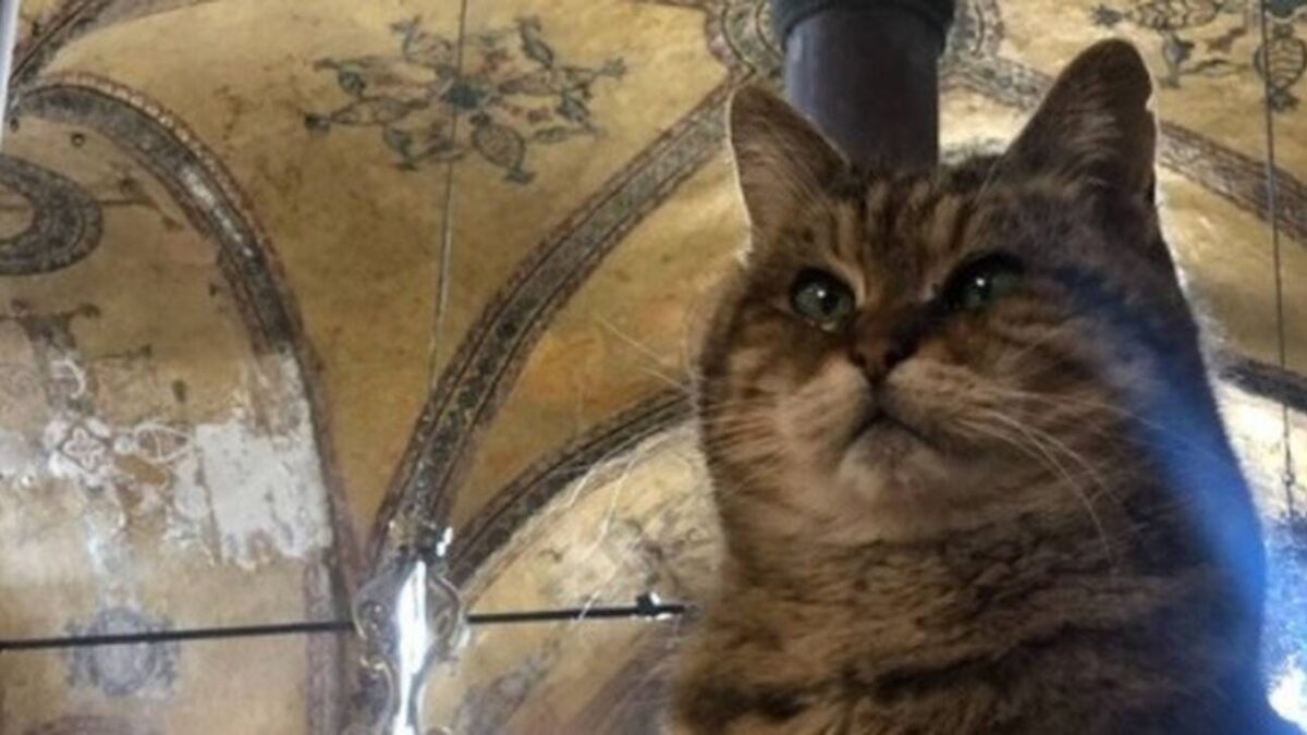 Τουρκία: Πέθανε η Γκλι, η γάτα-μασκότ της Αγίας Σοφίας