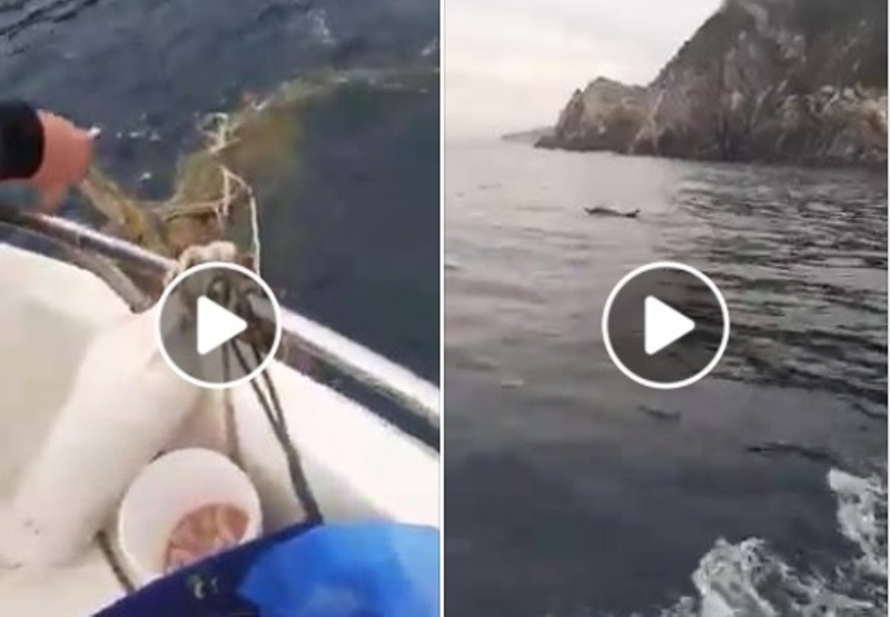 Χαλκιδική: Ψαράδες απελευθέρωσαν δελφίνι που είχε μπλεχτεί σε δίχτυα (ΒΙΝΤΕΟ)